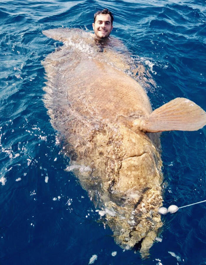 Goliath Grouper - 400lbs.